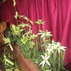 ගොක් කලාව පිළිබඳ පුහුණු වැඩසටහන